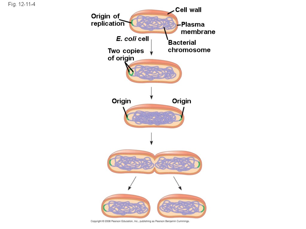 Fig. 12-11-4 Origin of replication Two copies of origin E. coli cell Bacterial chromosome